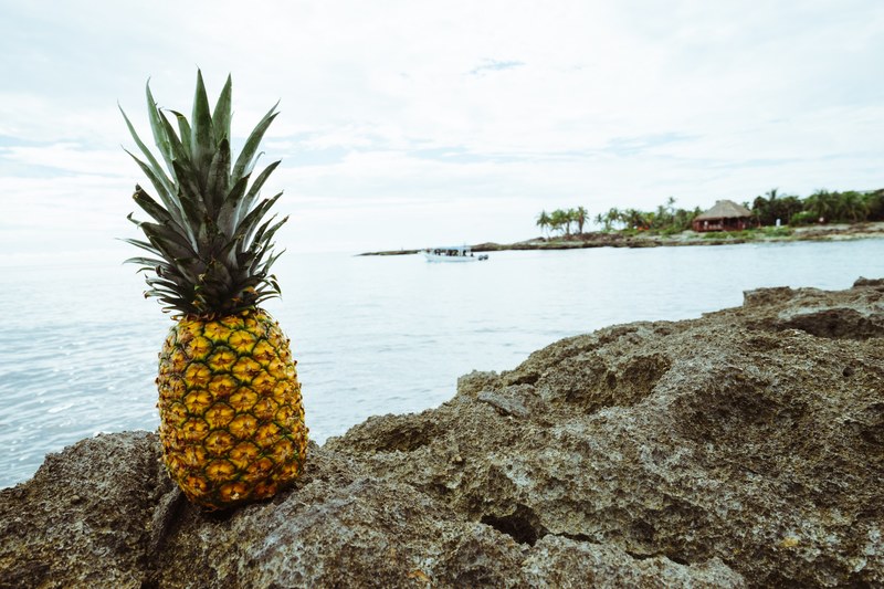 palm tree tropical fruit and rock 4k
