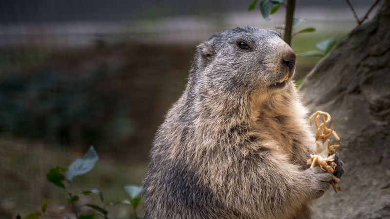 marmot, rodent, furry, 4k