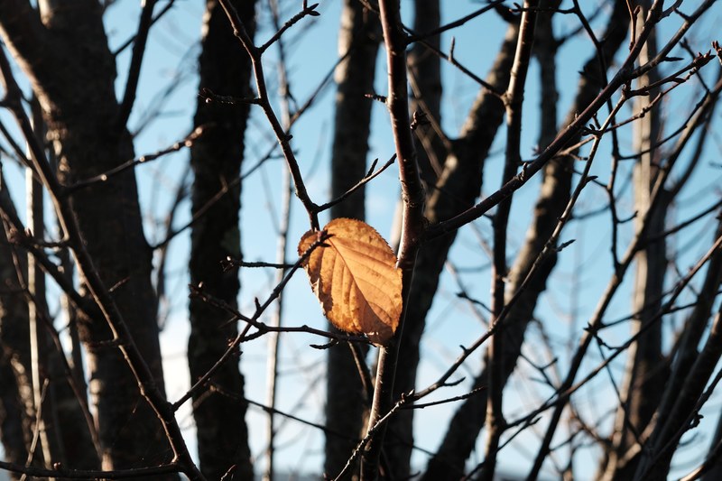 leaf nature japan and autumn 4k
