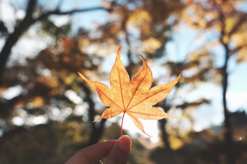 leaf warm october and nature 4k
