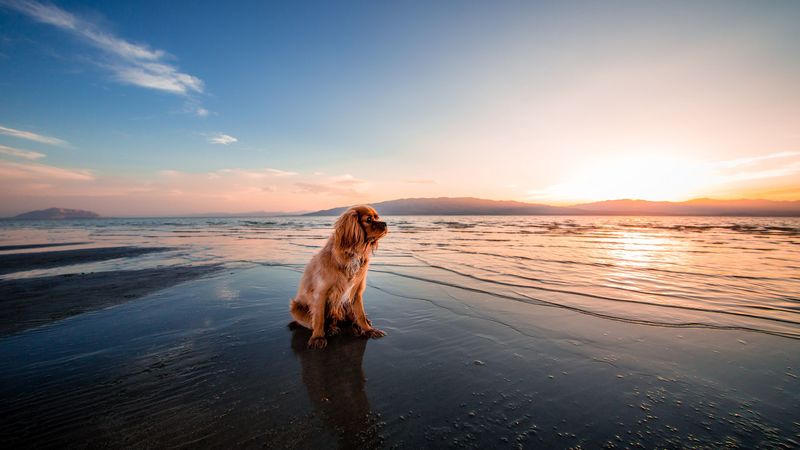 dog, sea, sitting, shore, 4k