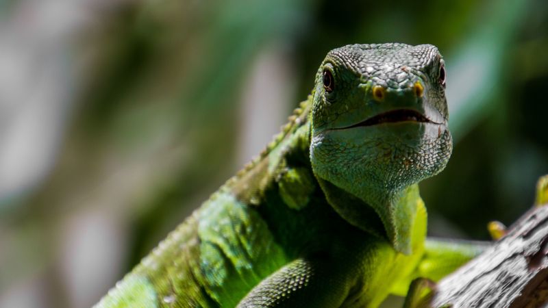 lizard, reptile, muzzle, scales, 4k