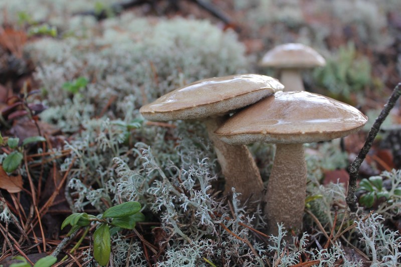moist brown mushrooms growing in green and blue moss, wet brown mushrooms 4k