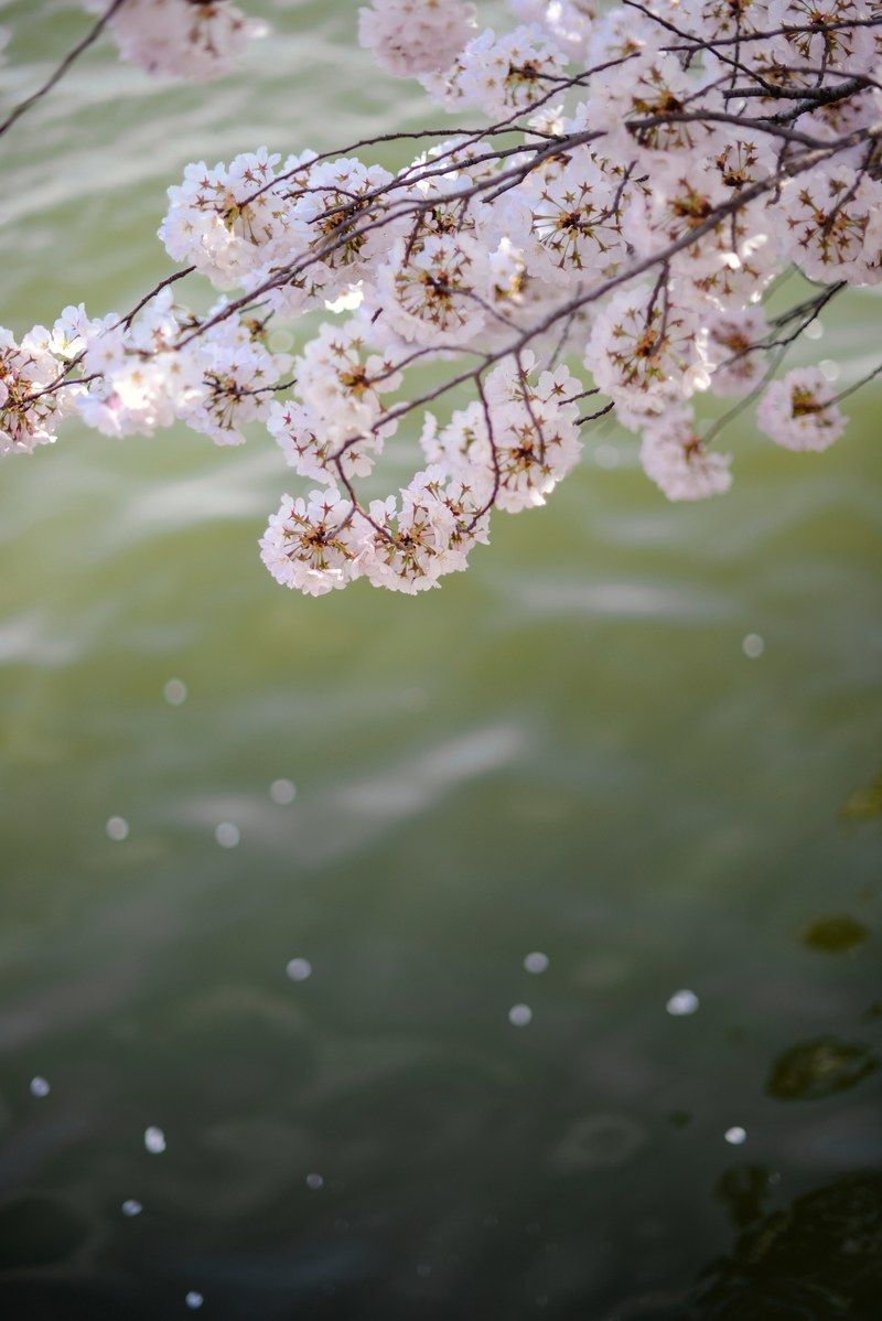 branch cherry blossom branch over water and bloom hd, 4k
