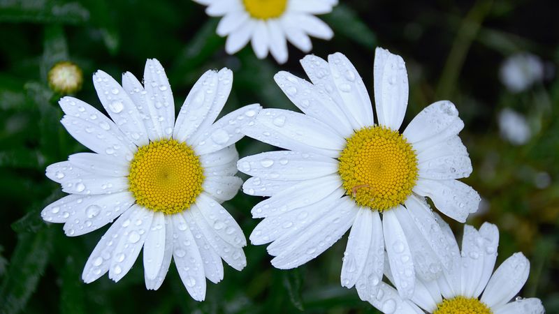 daisies, flowers, field, drops, dew, 4k