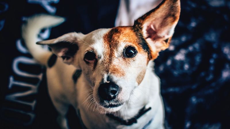 dog, muzzle, spotted, collar, 4k