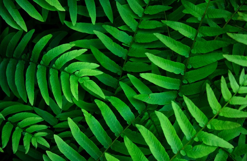 green leaves 4k