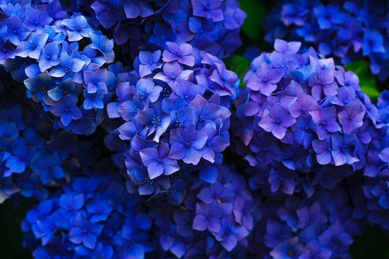 intensely blue hydrangea flowers seen from above, deep blue hydrangea 4k