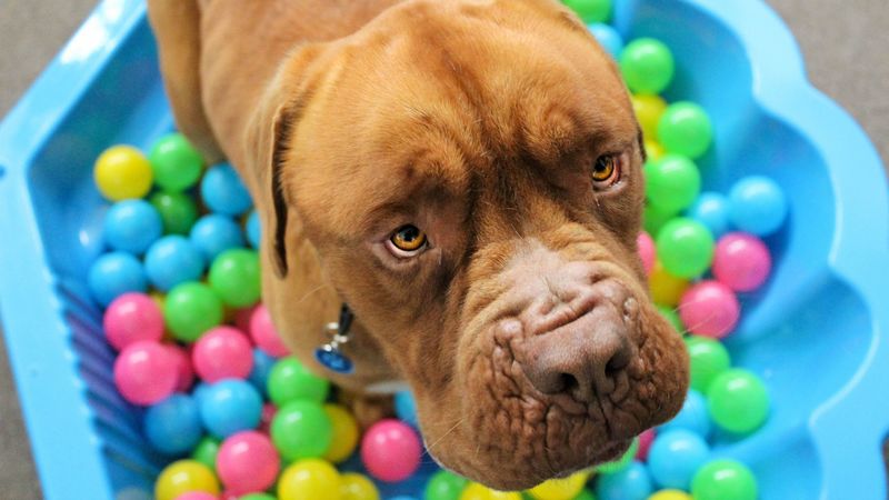 dog, muzzle, balls, playful, 4k