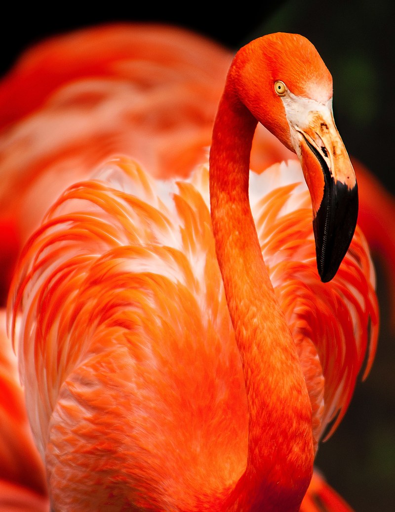 flamingo bird beak and feather hd, 4k
