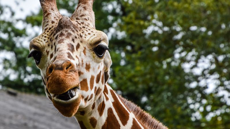 giraffe, muzzle, spotted, 4k