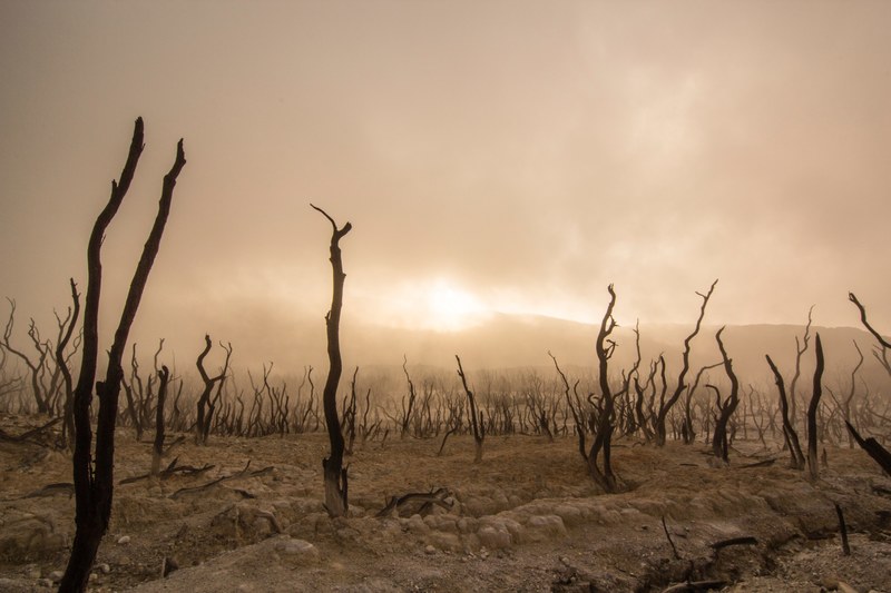 tree barren dirt and dusty 4k