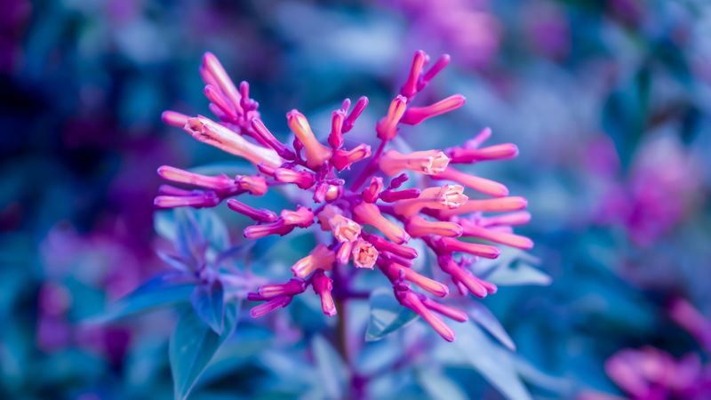 flower, plant, bloom, close-up, 4k