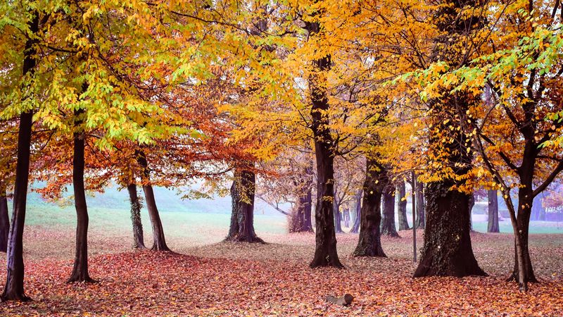 autumn, park, trees, foliage, 4k