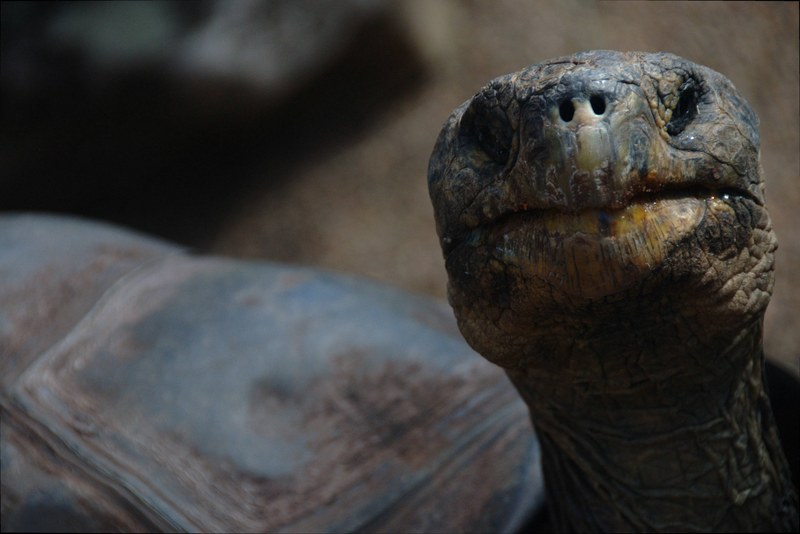 tortoise shell head and animal 4k