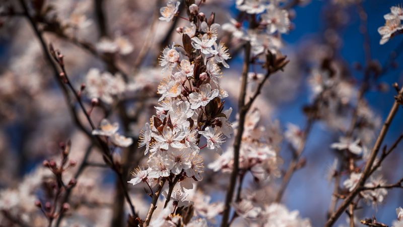 flowers, bloom, branches, spring, 4k