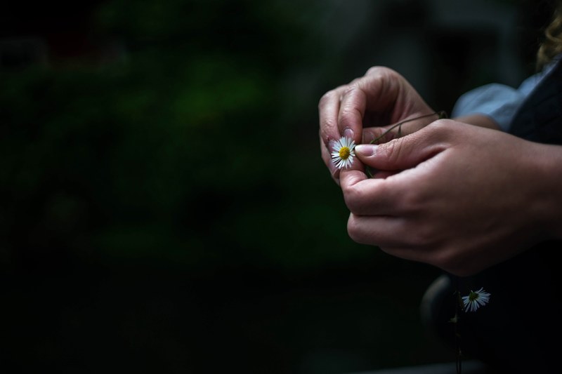 hands holding a small daisy and picking its petals, picking flowers 4k