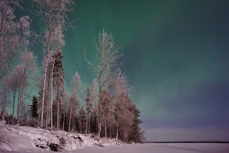 tree aurora boreali northern light and winter 4k