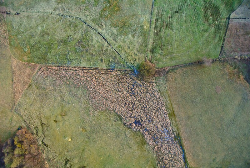 a swamp 4k