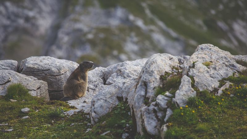 beaver, sitting, grass, rocks, 4k