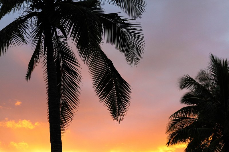 the silhouette of palm trees against an orange pink and purple sky during sunset, palm sunset 4k