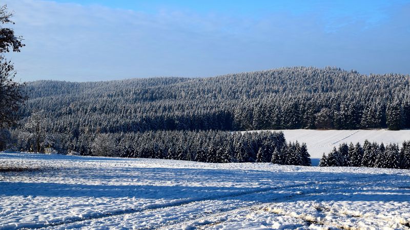 field, winter, snow, trees, 4k