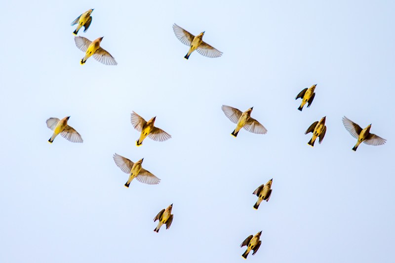 cedar waxwings in flight 4k