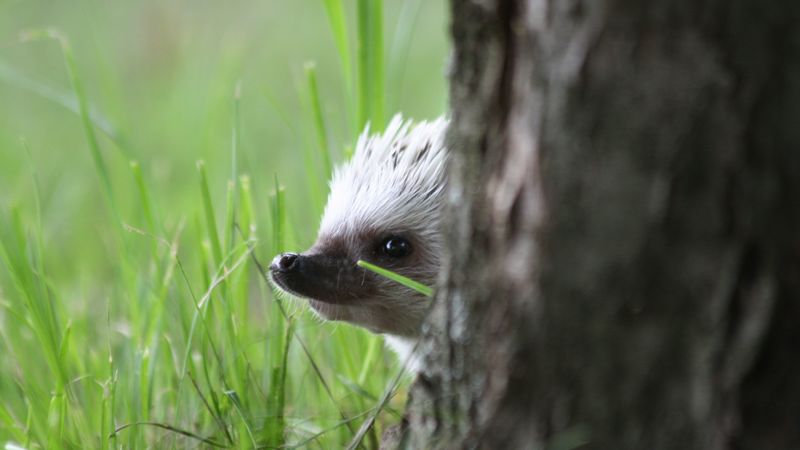 hedgehog, peep out, muzzle, 4k