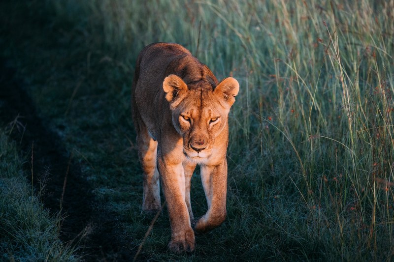 lioness lion animal and wild 4k
