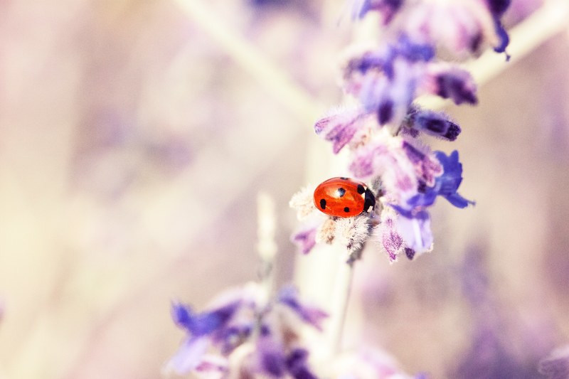 close up of a red ladybug sitting on lavender flowers, ladybug on lavender 4k
