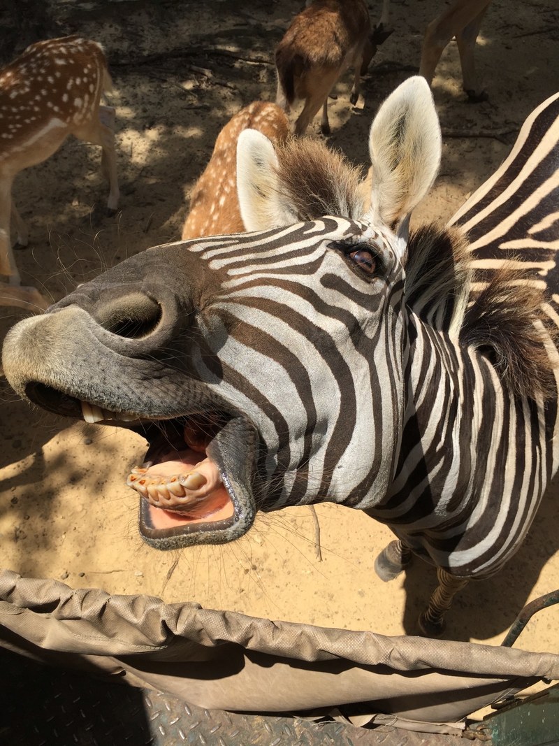 a zebra opening his mouth to yawn, _yawning zebra 4k