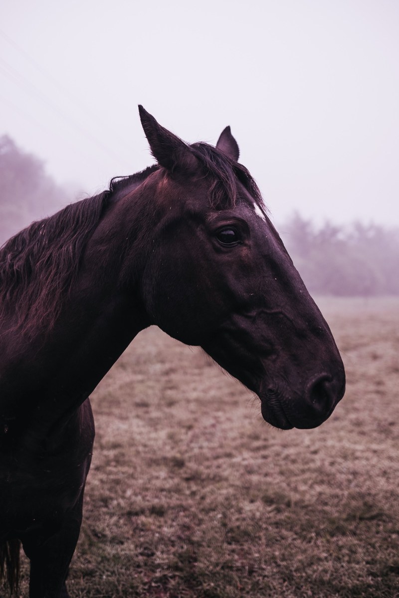 close up of a black horses head with a pasture in the pale background, black horse head on pale background 4k