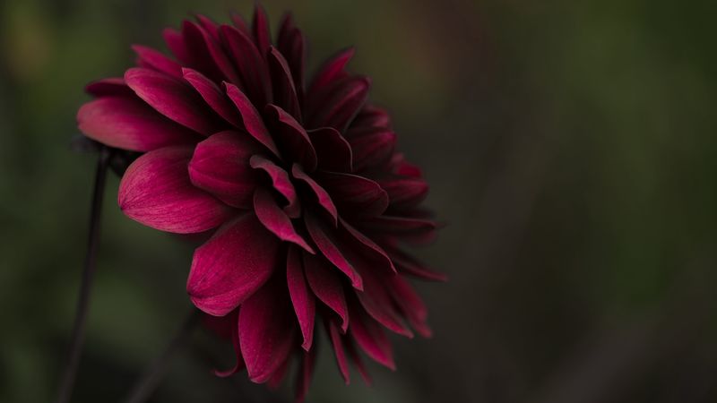 flower, bud, petals, blur, 4k