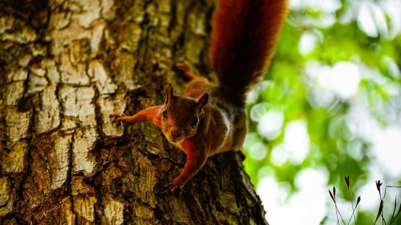 squirrel, tree, climb, 4k