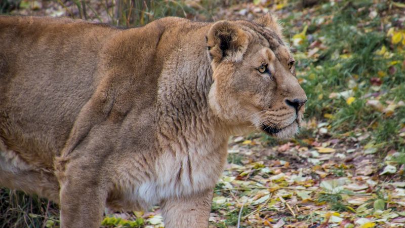 lioness, lion, predator, big cat, young, 4k