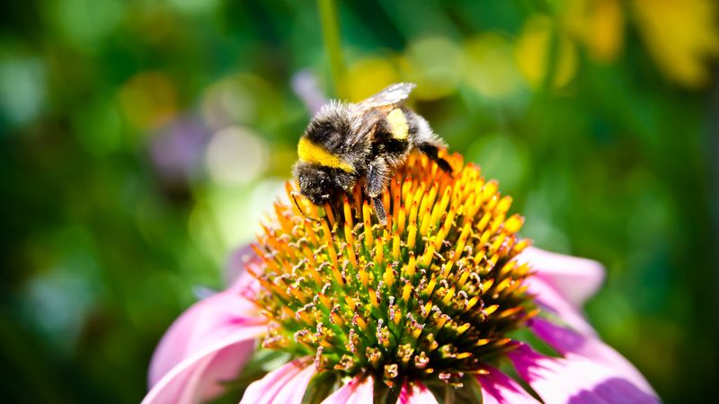 bee, flower, pollination, insect, 4k