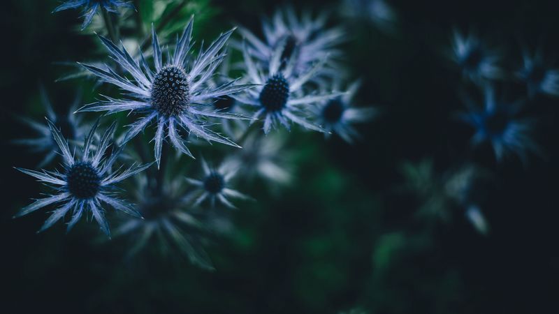 plant, prickly, dark, 4k