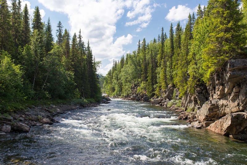 the river and trees in gddede, frothy tree lined stream 4k