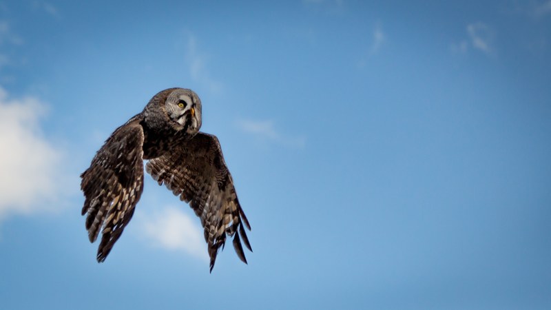 wild owl flies across a blue sky toward its prey, owl in the sky 4k