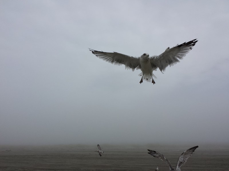 seagulls fly over the ocean shore on a foggy day, birds by the bay 4k