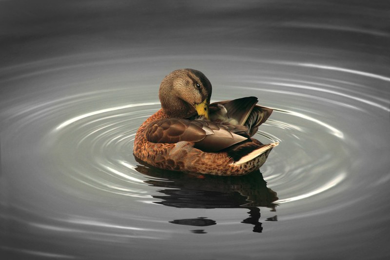 a duck picking at its wing while causing a ripple in the pond, duck with rings 4k