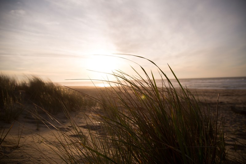 a tuft of windswept grass at the back of a sandy beach during sunrise, sunrise over sandy beach 4k