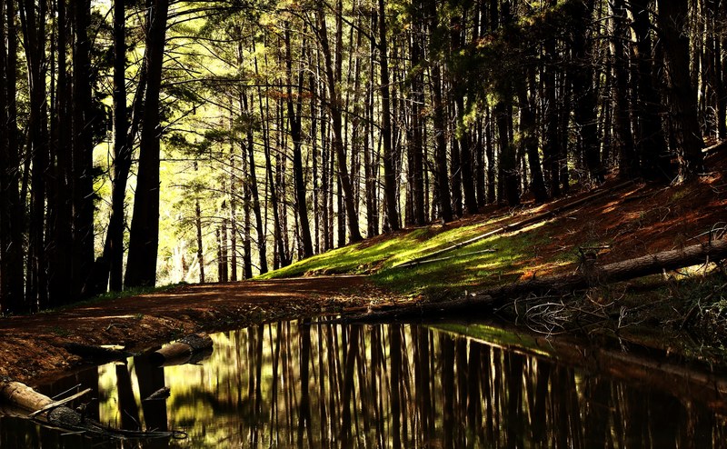 a pond in a forest in kuitpo forest reserve, forest pond 4k