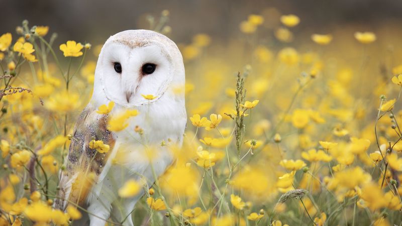 owl, barn owl, bird, predator, 4k