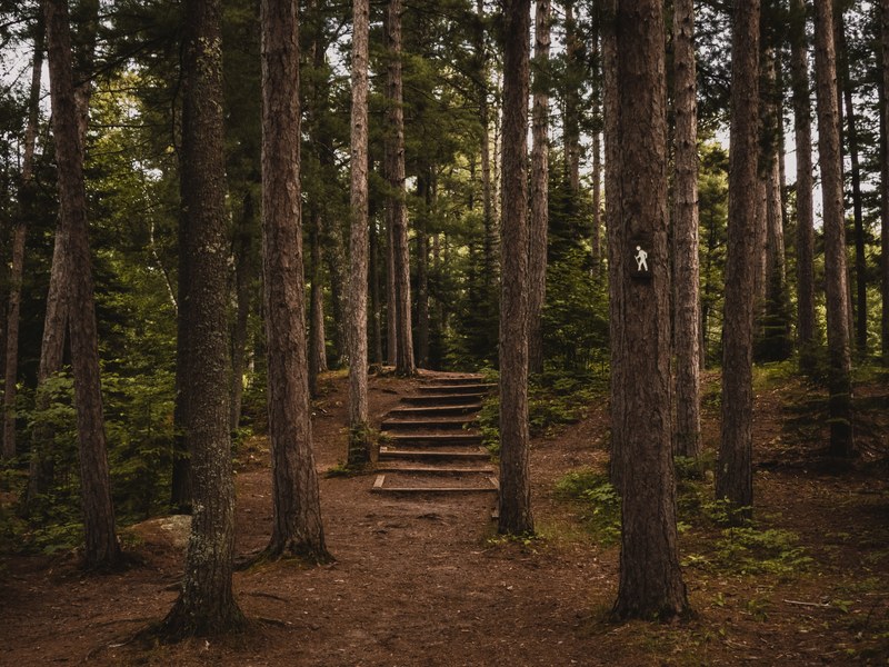 wooden steps in an evergreen forest, begin here 4k