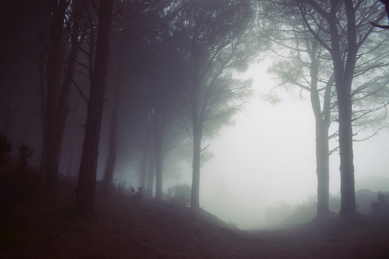 fog at the edge of a forest in monte perone, forest mist 4k
