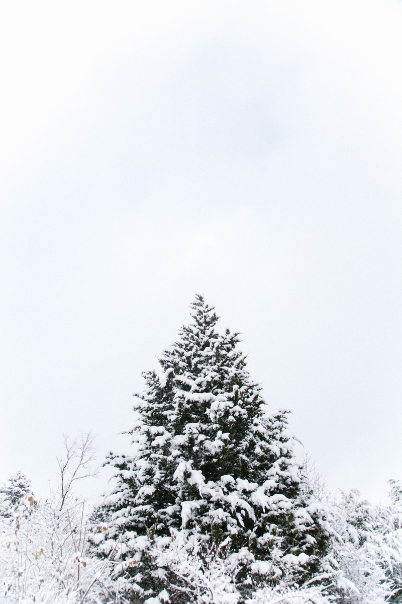 the top of a tree covered in snow, _snow covered 4k