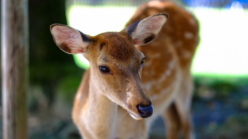 deer, fallow deer, muzzle, spotted, 4k