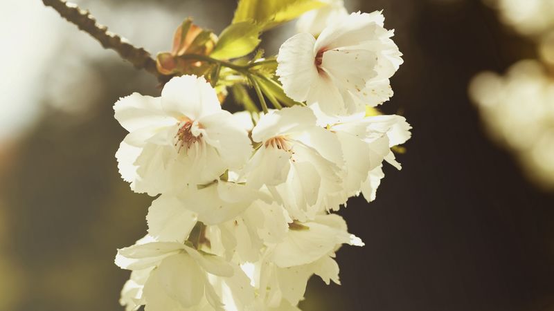 branch, flowers, flowering, spring, 4k