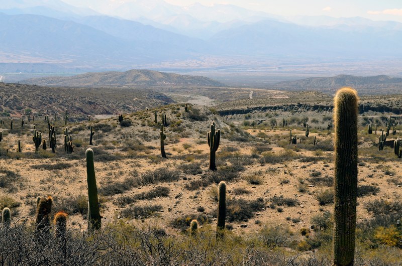 desert cactus cacti and landscape 4k